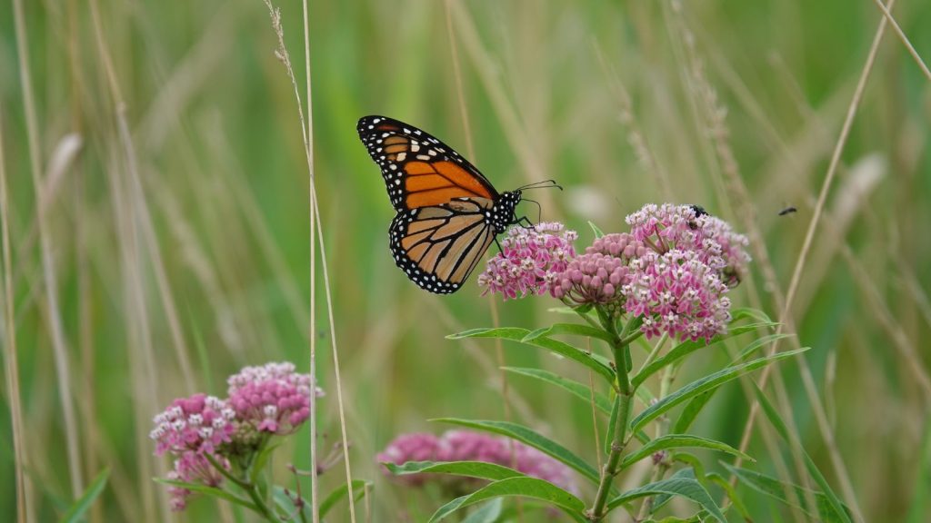 milkweed