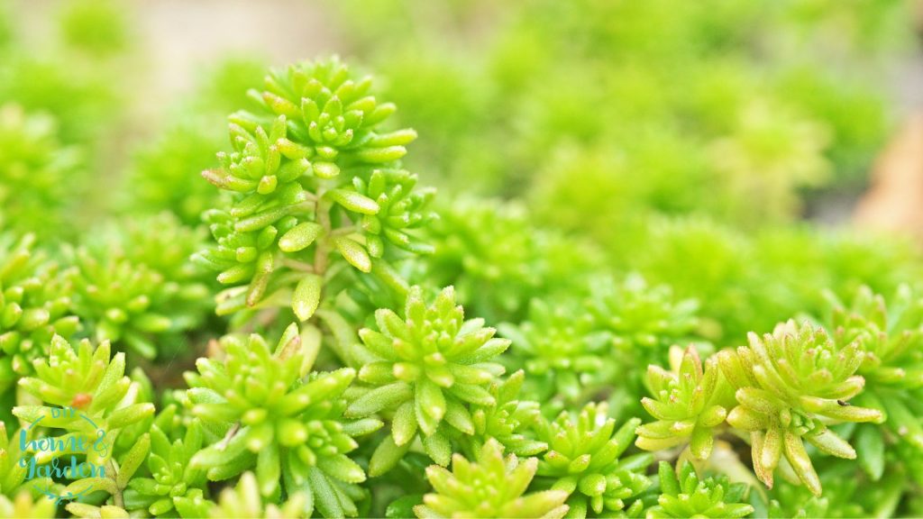 sedum for native plant garden